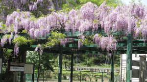 山梨岡神社のフジ