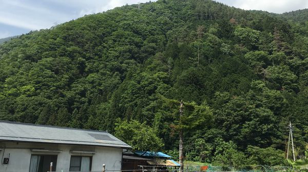 早川町かえでプロジェクト