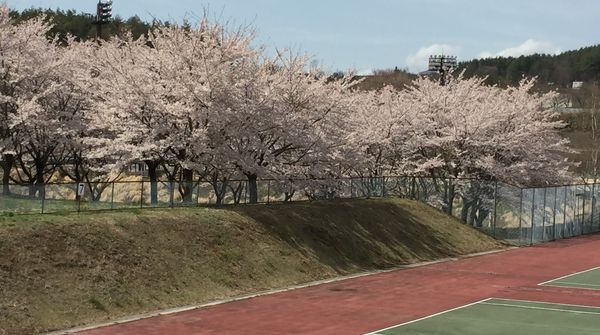 ほくとの桜