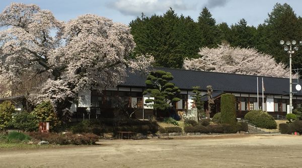 三代校舎ふれあいの里の桜