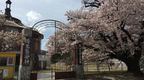 北杜市はあちらこちらで桜の花をたのしめます