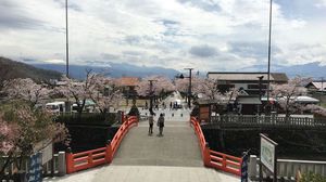 桜の時期は見ものです！