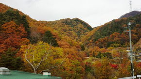 気軽に行ける紅葉狩りスポット！