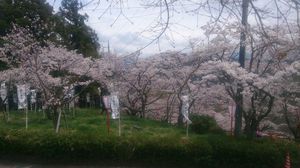 桜の祭りでは県内随一