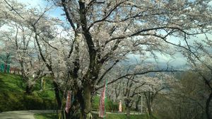 県内随一の桜の名所