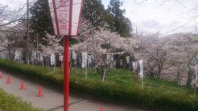 桜の名所『大法師公園』