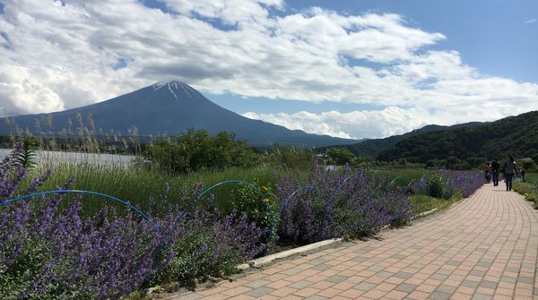 四季折々の富士山を！春には色鮮やかな花と一緒に。
