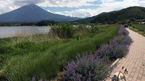 花街道をお散歩♪