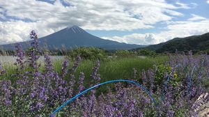 花街道～ラベンダー～