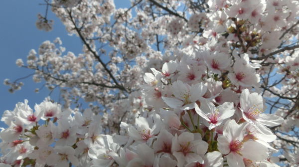 取材日は桜も満開！！！