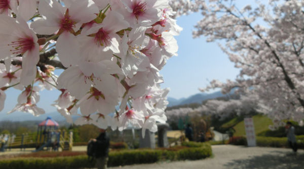 チビッコに人気の曽根丘陵公園