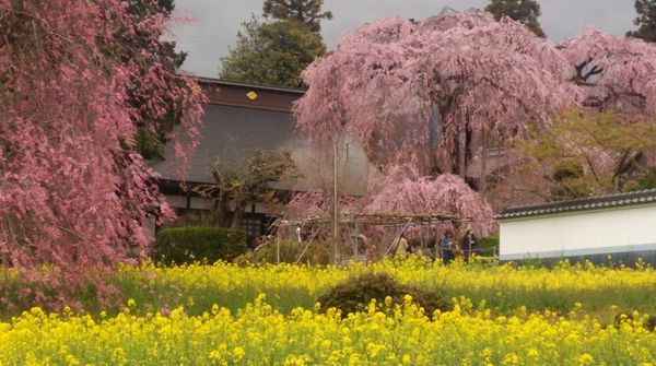 慈雲寺のイトザクラ