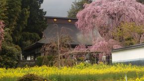 イトザクラと樋口一葉女史文学碑がある慈雲寺