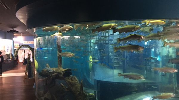 透明度の高い富士の湧水を使った【淡水魚専門水族館】