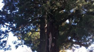 樹齢300年を超える一本杉