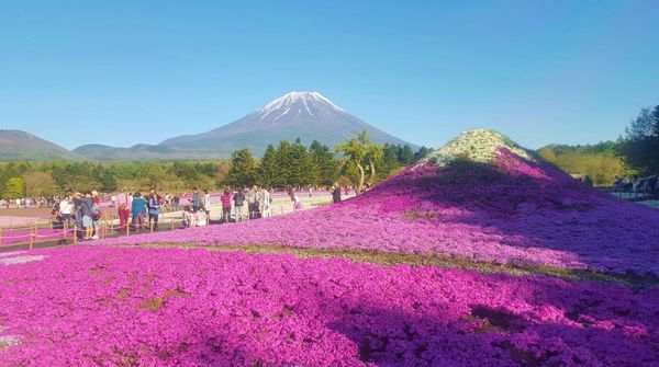 富士山と芝桜富士