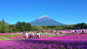 富士山麓に咲き誇る約80万株の芝桜！！