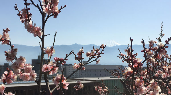 春を告げる梅と富士