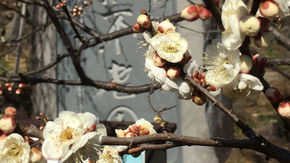甲府盆地の歴史の地、酒折に咲く春を告げる梅の花 