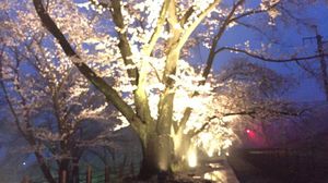 ライトアップされた夜桜