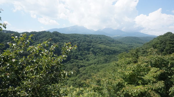 橋の上からの景色 ～夏の様子～