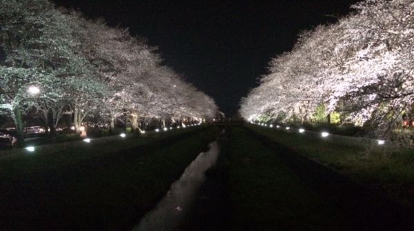 春はお花見