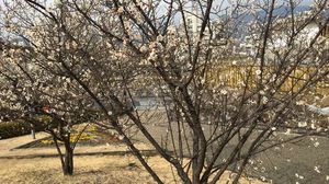 桜満開　写真は梅ずら