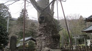 日本有数の大きさ　根古屋神社の大ケヤキ